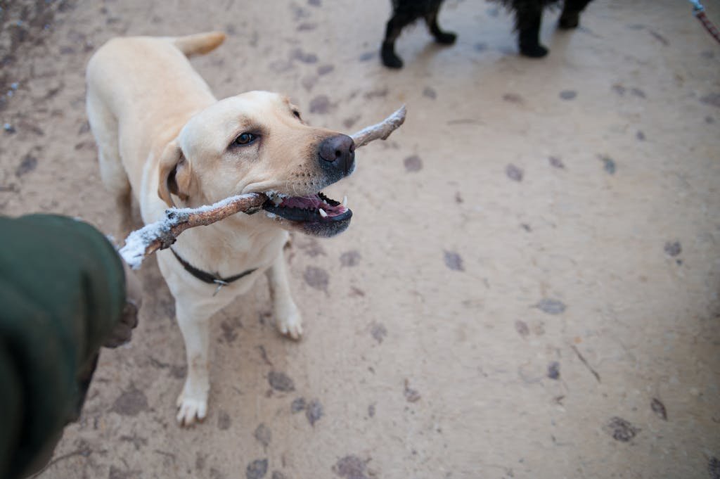 A Labrador Retriever playfully holding a stick during an outdoor walk.